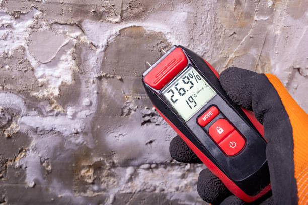 Best Certified Mold Removal  in North Port, FL