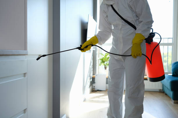 Best Home Mold Removal  in North Port, FL