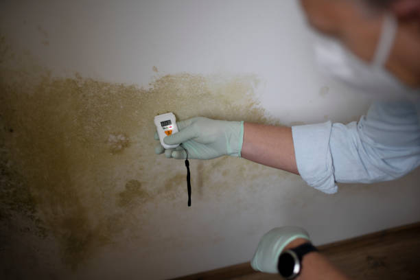 Mold Testing and Removal in North Port, FL